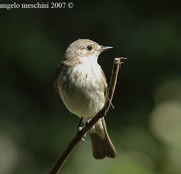 Pigliamosche Muscicapa striata. Un ritratto.